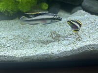 FREE breeding pair Kribensis - Penarth, Cardiff