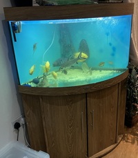 Some Tropical Fish for Quick Sale