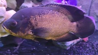 Price change Oscar, Black & copper.10inch