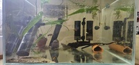 Aquarium fish tank full tropical setup