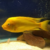Petrochromis Moshi