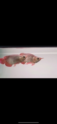 PAIR OF KING SUPER RED SHORT BODY AROWANA