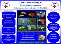 GKS UK Open High Breed Guppy Show