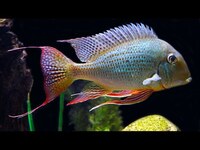 WANTED: Geophagus
