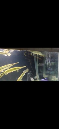 Florida Garfish Planet Arowana