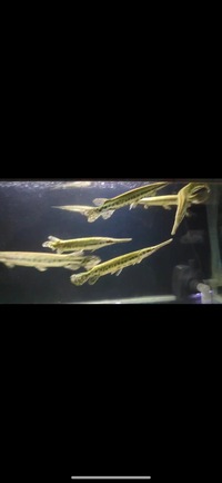 Florida Garfish Planet Arowana