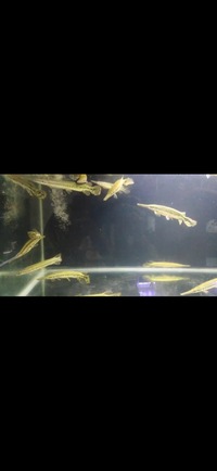 Florida Garfish Planet Arowana