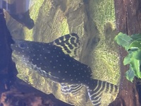 Synodontis Angelicus