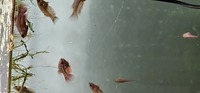 Baby Betta fish for sale