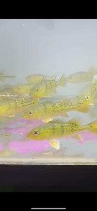 Spider Kelberi Gold Peacock Bass Planet Arowana