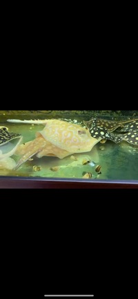 Various Stingrays looking to clear all planet Arowana