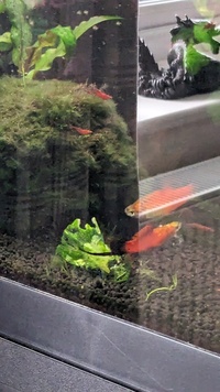 Swordtail Young for sale