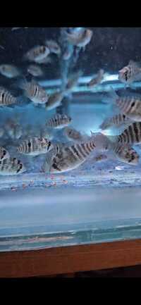 Stunning True Blue Acara babies for sale.