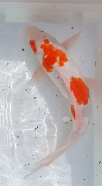 4 large koi for sale - all going together no splitting