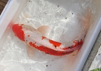 4 large koi for sale - all going together no splitting