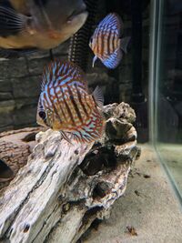 2 nice discus 3-4 inch growning well