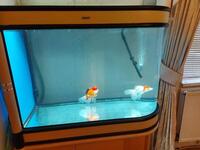 Stunning Cleair Bullnose Congo Glass Fish Aquarium