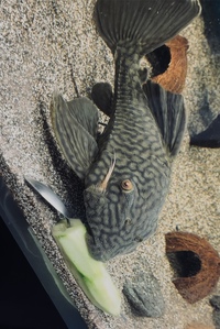 L330 watermelon plec 13” , 5/6” red shoulder Severum and more