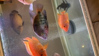 OSCARS, VIEJA & JAGUAR CICHLIDS FOR SALE