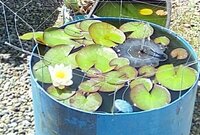 Water Lily crowns Nymphaea alba