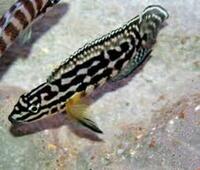 Male Julidochromis Marlieri