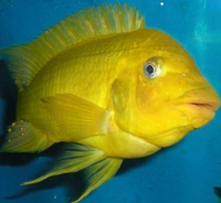 Petrochromis Moshi
