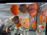 Discus for sale - manchester