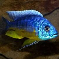 Peacock cichlids for sale - variety of sizes and prices, from juvenile to Adults