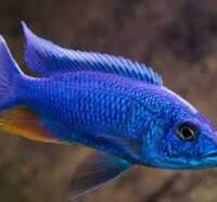 Peacock cichlids for sale - variety of sizes and prices, from juvenile to Adults