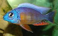 Peacock cichlids for sale - variety of sizes and prices, from juvenile to Adults