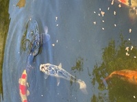 Koi Carp - quick sale needed