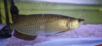 8 x 3 x 20in fish tank and fish
