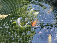 SOLD. 10 large koi carp for sale