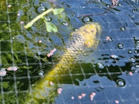 SOLD. 10 large koi carp for sale