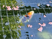 SOLD. 10 large koi carp for sale