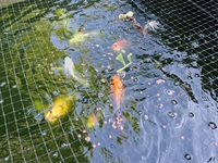 SOLD. 10 large koi carp for sale