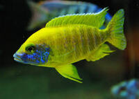 Peacock cichlids for sale - variety of sizes and prices, from juvenile to Adults