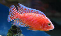 Peacock cichlids for sale - variety of sizes and prices, from juvenile to Adults