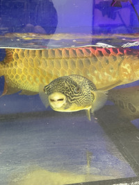 Mbu puffer 17 inches£350 Sold out