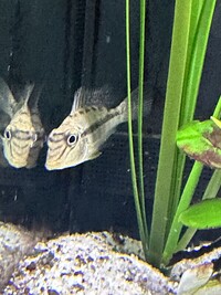 Jurupari For Sale - £10