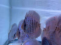 HighTurqouise Discus