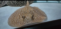 Luteus, fly river turtle, Stingray, super king Kong parrot, albino heckli and...