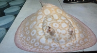 Luteus, fly river turtle, Stingray, super king Kong parrot, albino heckli and...