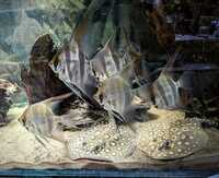 Group of 6 ADULT Altum Angel Fish approx 9 inch