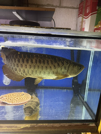 Golden arowana 20 inches £330 Sold out