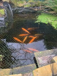 Koi and Golden orfe, mixed size and colour