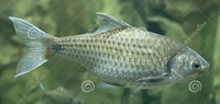 CHOLA/Indian Swamp Barb - Wanted/Seeking