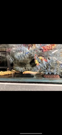 Golden Limbata Channa Snakehead £200 clears the tank full