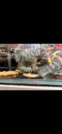 Golden Limbata Channa Snakehead £200 clears the tank full