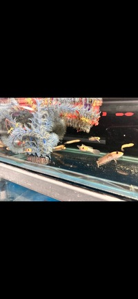 Golden Limbata Channa Snakehead £200 clears the tank full